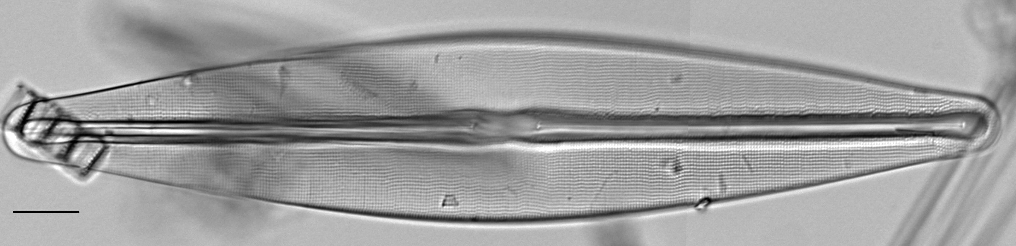 Frustulia bahlsii LM7