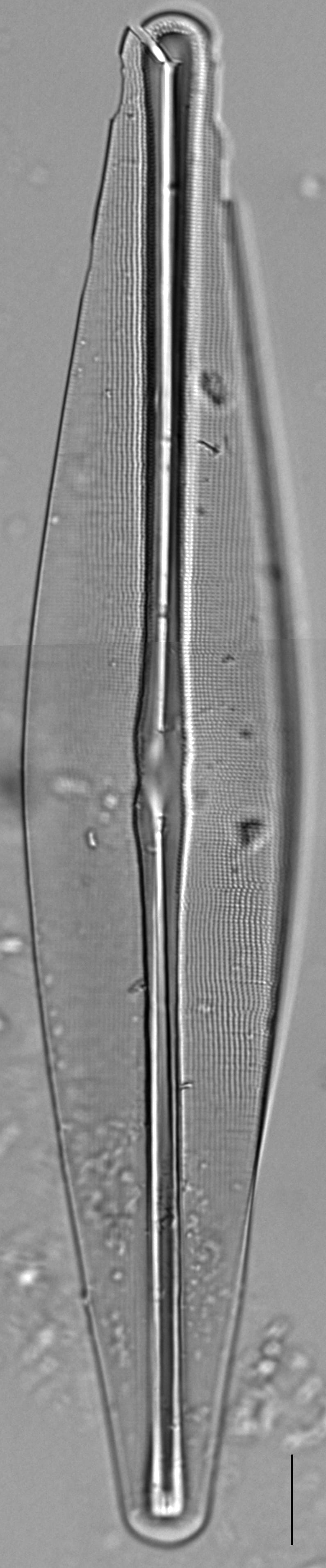 Frustulia bahlsii LM6
