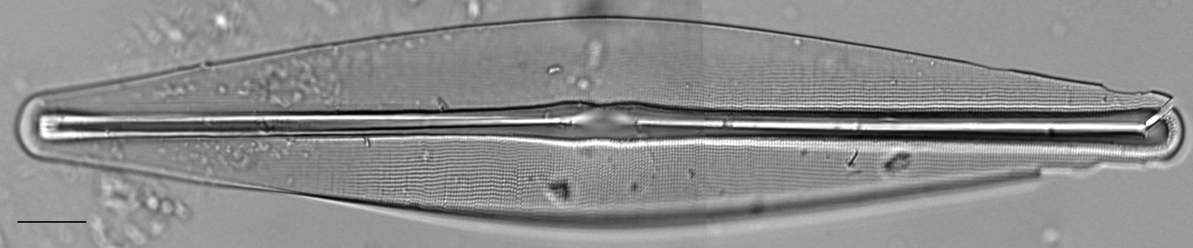 Frustulia bahlsii LM6