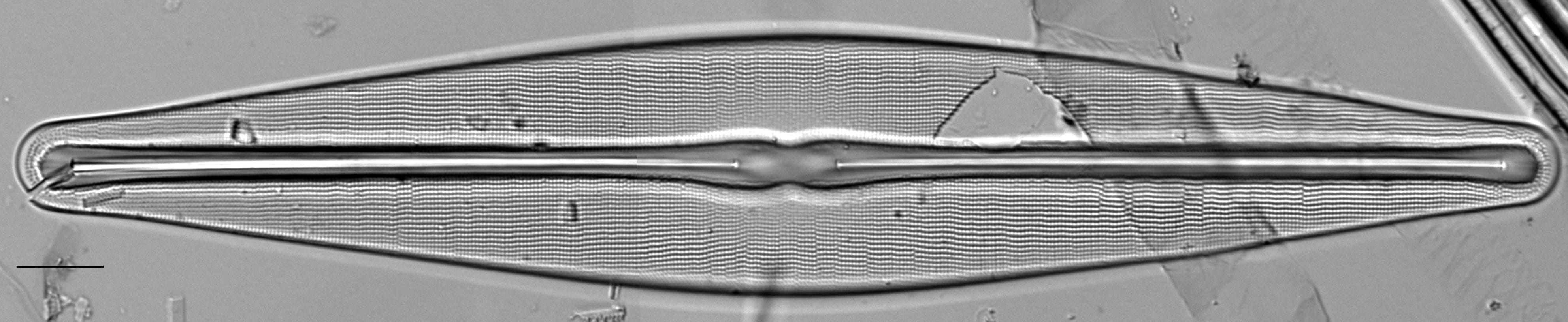 Frustulia bahlsii LM5