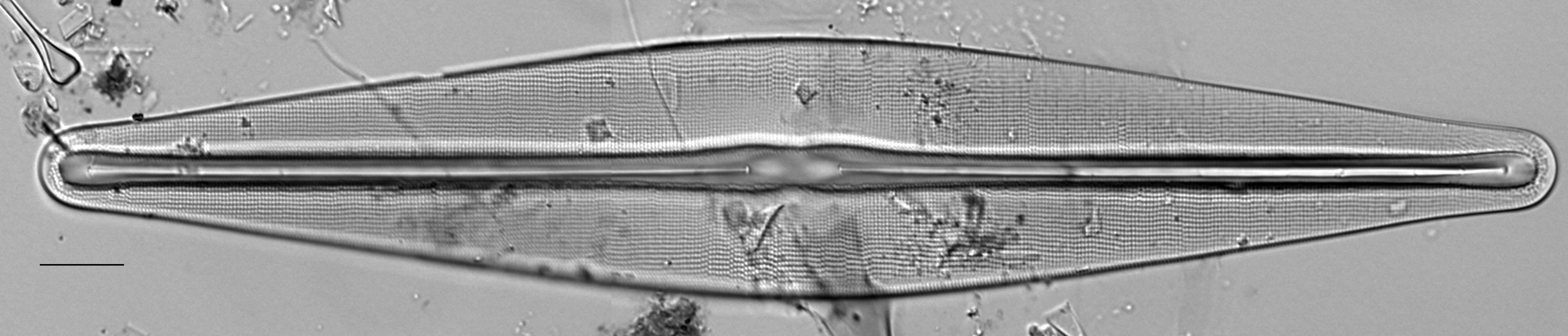 Frustulia bahlsii LM4