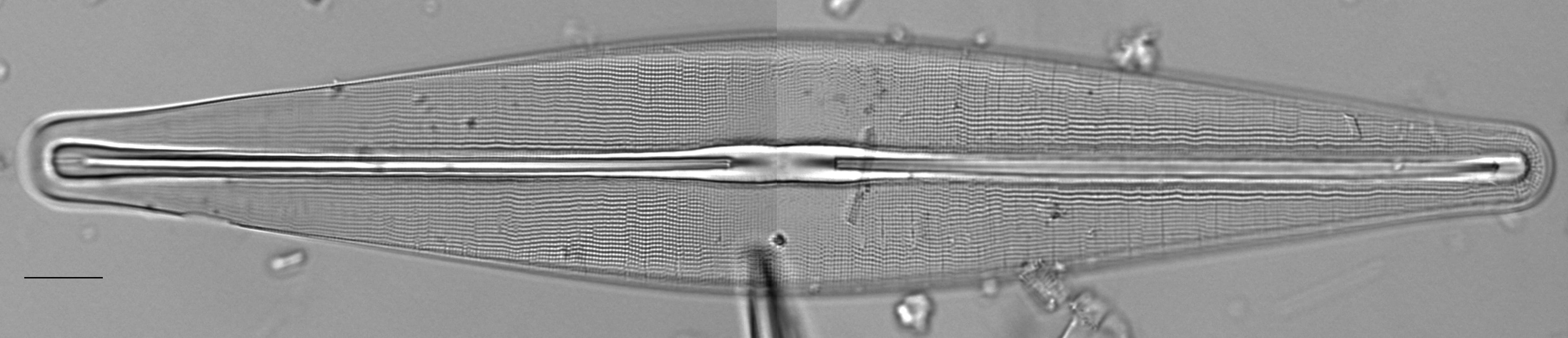 Frustulia bahlsii LM3