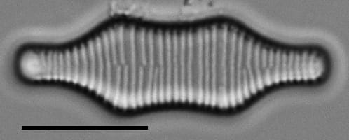 Fragilaria constricta LM1