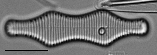 Fragilaria constricta LM4