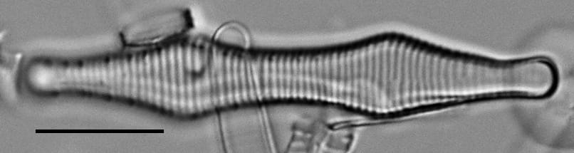 Fragilaria constricta LM5