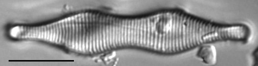 Fragilaria constricta LM6