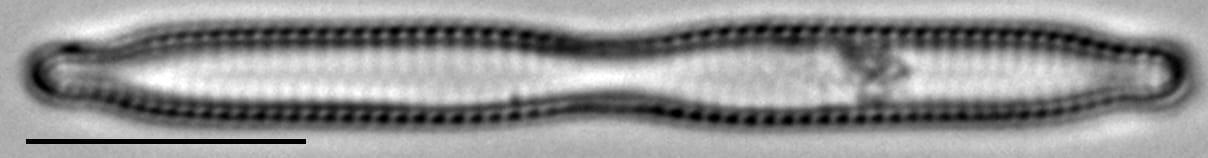 Fragilaria mesolepta LM3