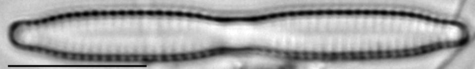 Fragilaria mesolepta LM3