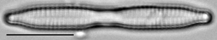 Fragilaria mesolepta LM5