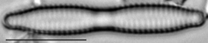 Fragilaria mesolepta LM6