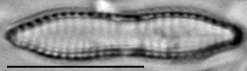 Fragilaria mesolepta LM7