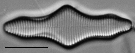 Fragilariforma polygonata LM3