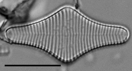 Fragilariforma polygonata LM4