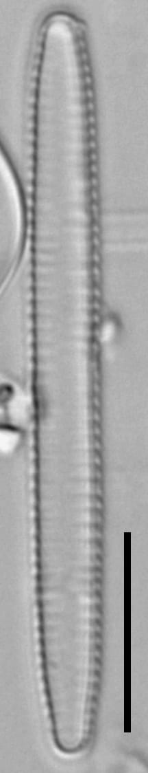 Fragilaria capucina LM7