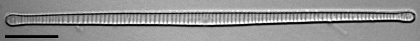 F Synegrotesca 3 76 5