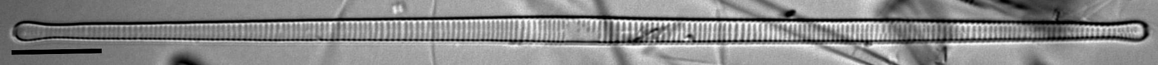 F Synegrotesca 6 125 46