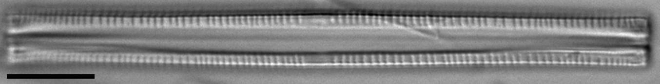 F Synegrotesca 7 72 92