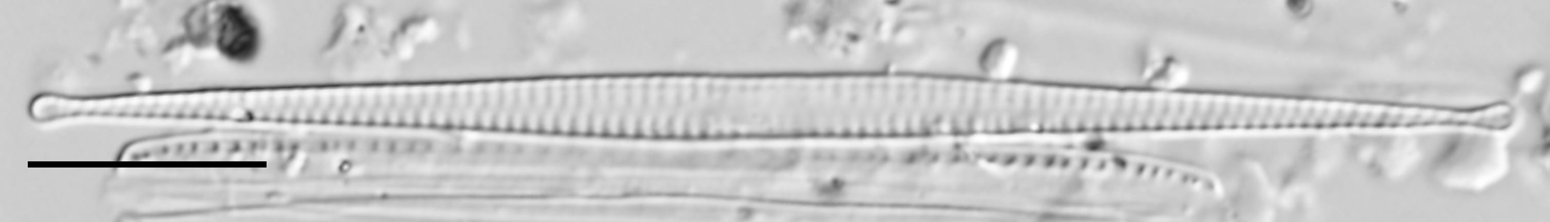 F Tenera 114970 3 10 Um Bar