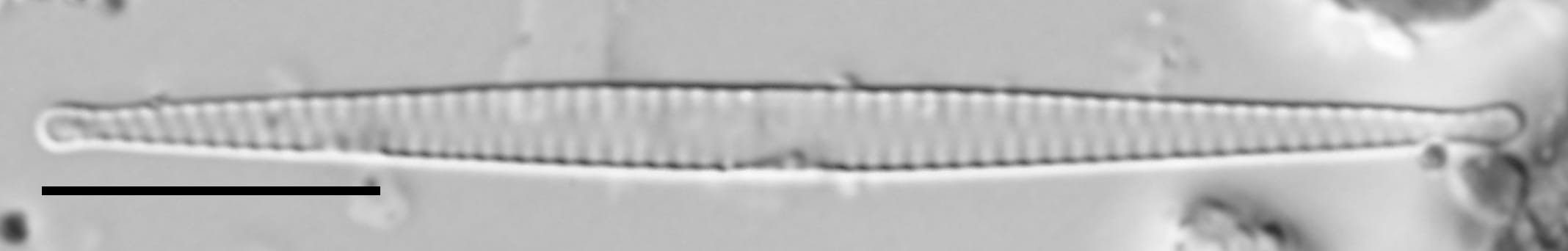 F Tenera 114970 4 10 Um Bar