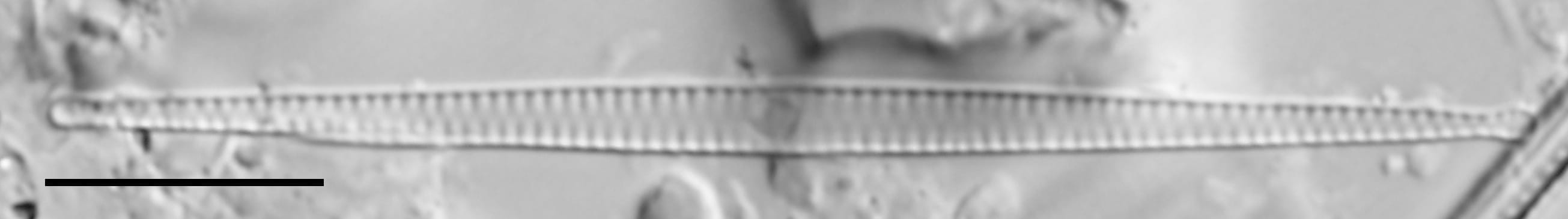 F Tenera 114970 5 10 Um Bar