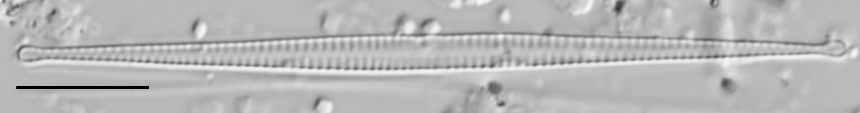 F Tenera 114970 6 10 Um Bar