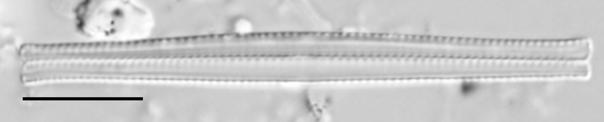 F Tenera 114970 7 10 Um Bar