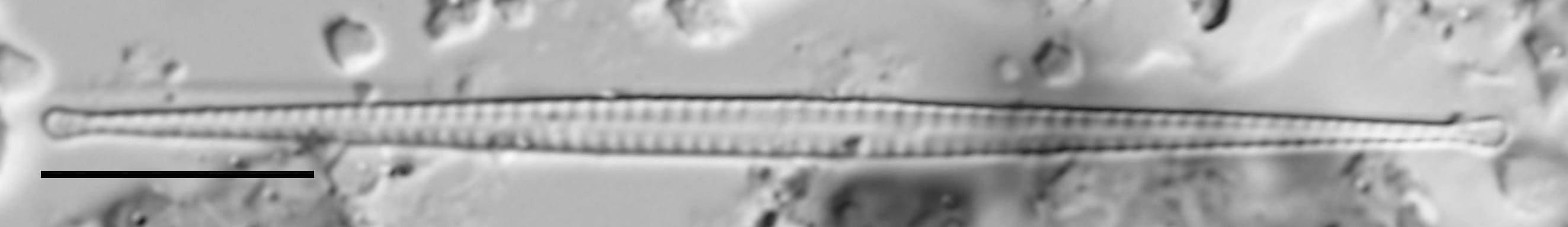 F Tenera 114970 8 10 Um Bar