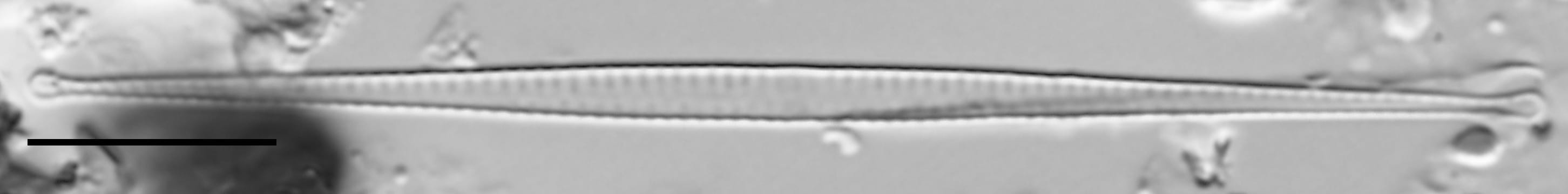 F Tenera 114970 9 10 Um Bar