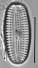 Fallacia Tenera 519 Ps0765 04132016 02