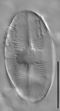 Eucocconeis flexella LM2