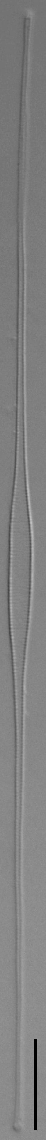 Fragilaria Longifusiformis LM2 jpg