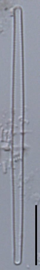 Fragilaria aquaplus LM3