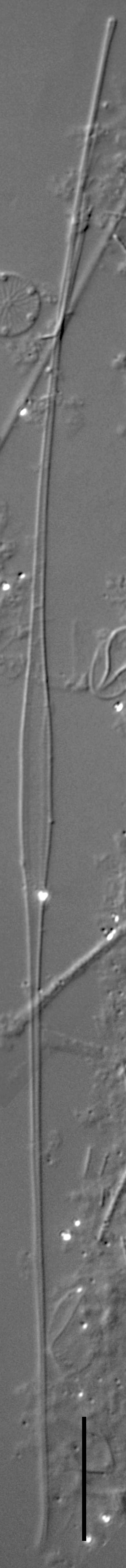 Fragilaria longifusiformis LM1