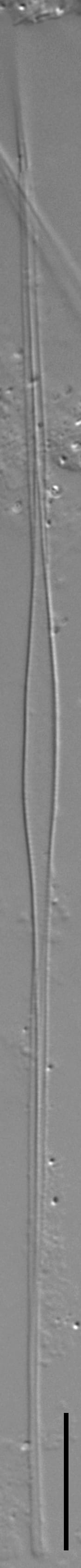 Fragilaria longifusiformis LM3