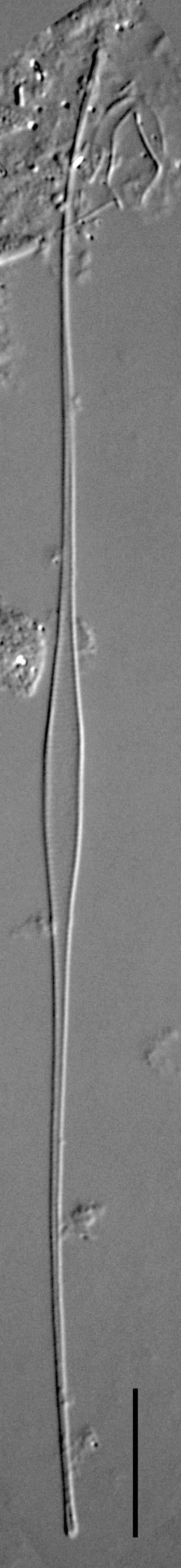 Fragilaria longifusiformis LM4