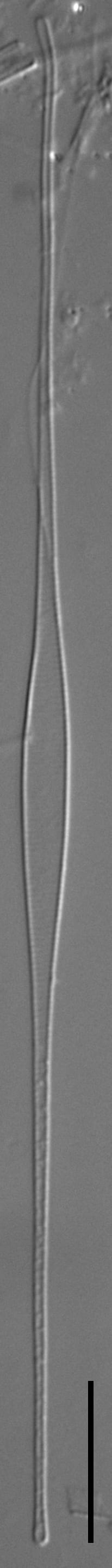 Fragilaria longifusiformis LM5