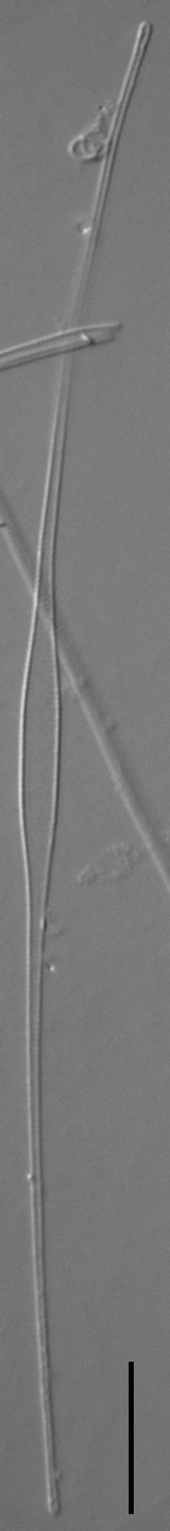 Fragilaria longifusiformis LM6