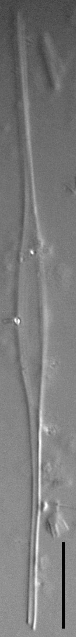 Fragilaria longifusiformis LM7