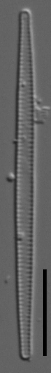 Fragilaria Gracilis 110369A 6