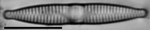 Fragilaria socia LM1