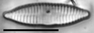 Fragilaria socia LM2
