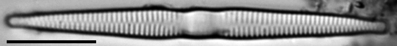 Fragilaria socia LM3