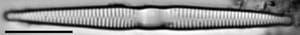 Fragilaria socia LM3