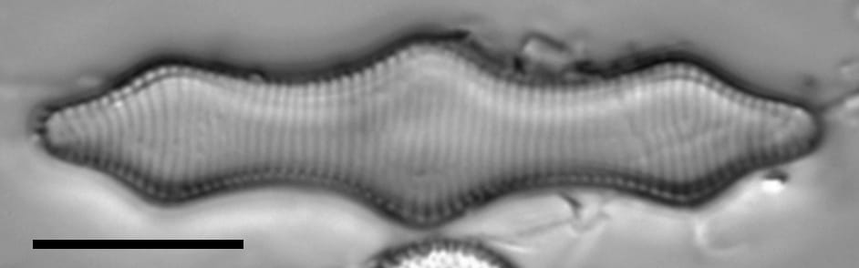 Fragilariforma polygonata LM6