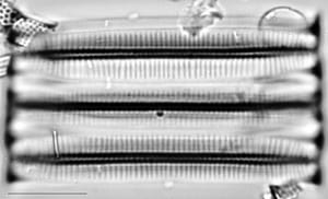 Fragilariforma virescens LM1