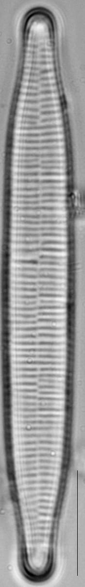 Fragilariforma Virescens 100 X 16 X 10 X  Medp0522  Me 2011 4