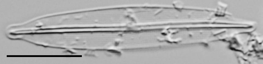 Frustulia pseudomagaliesmontana LM3