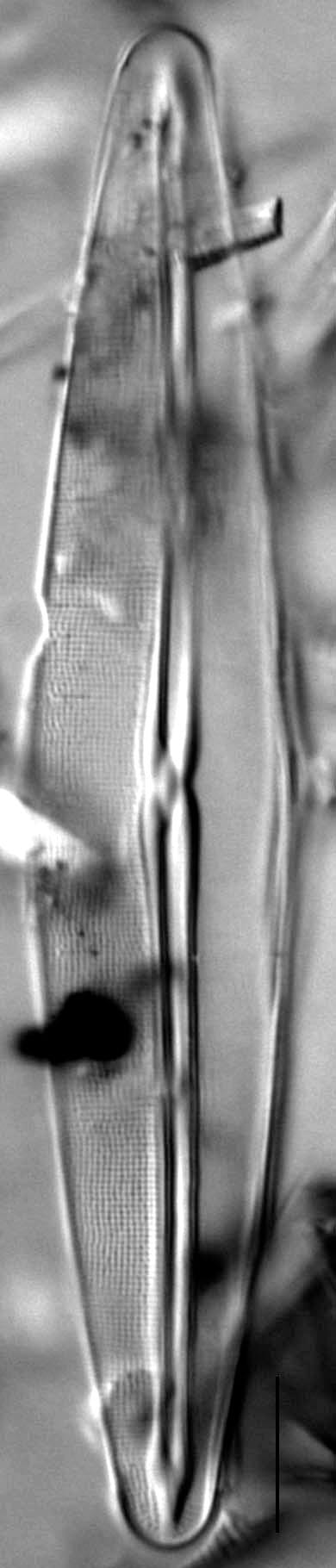 Frustulia Rhomboides Ill Hwarey 1801B 19