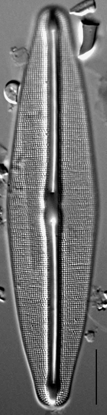 Frustulia Rhomboides Ill Hwarey 1801B 5