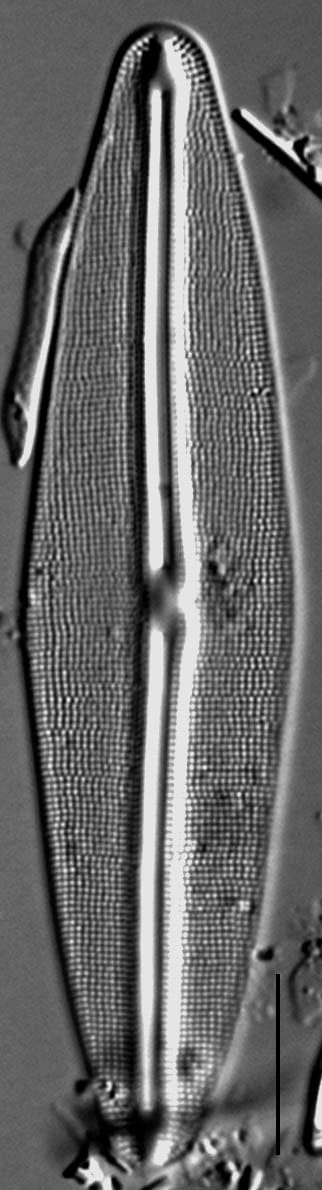 Frustulia Rhomboides Ill Hwarey 1801B 6